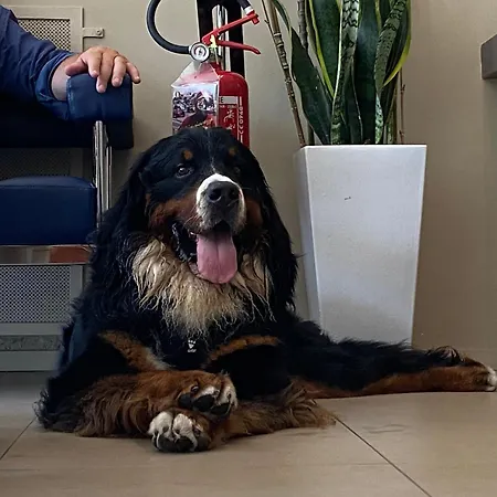 Igea Mhotelsgroup מלון 3*