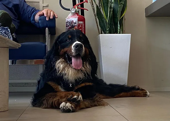 Igea Mhotelsgroup ホテル 3*