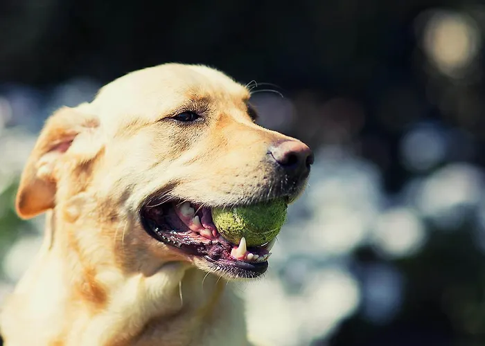 Igea Mhotelsgroup 3* ディアーノ・マリーナ